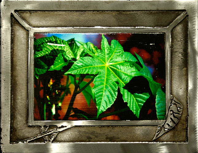 Texas Non-native (Ricinus communis)
