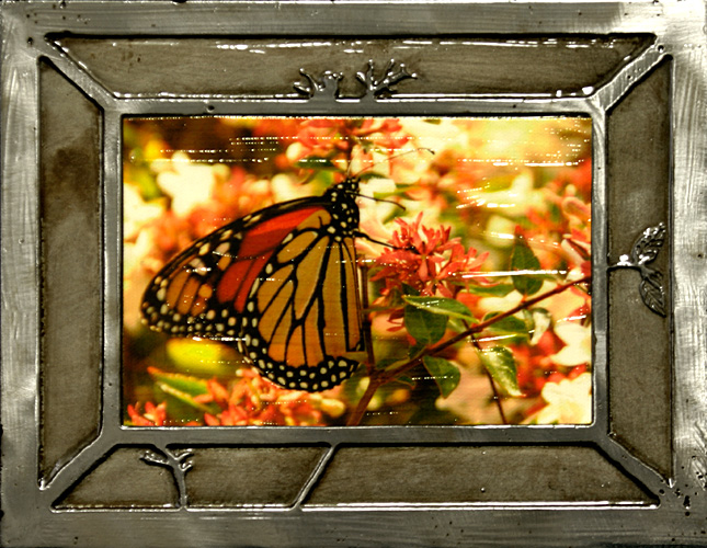 Monarch