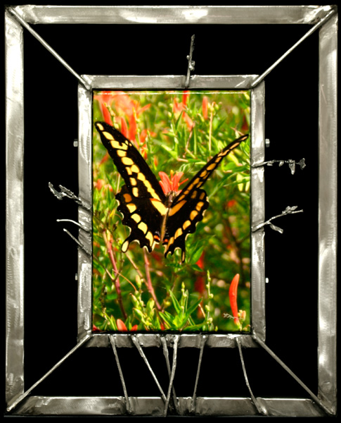 The Life of a Giant Swallowtail