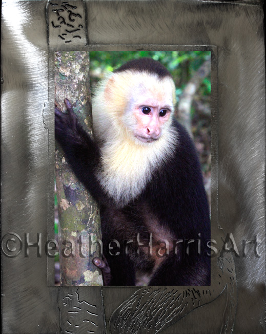 Monkey See