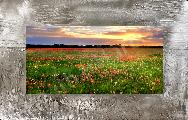 Red Flower Field