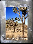 Joshua Tree National Park